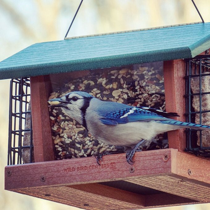 wildbird7370's tweet photo. Calling me bird-brained? Thanks for the compliment!
Learn just how smart some birds are: https://t.co/Cn9C6Z2sFe
#birdtwitter #birdfeeding #backyardbirds #birders #birderslife #birdwatching #naturelovers #getoutside #wildbirdcentersofamerica #birdbrains #birdintelligence https://t.co/2TYTNKDxSY
