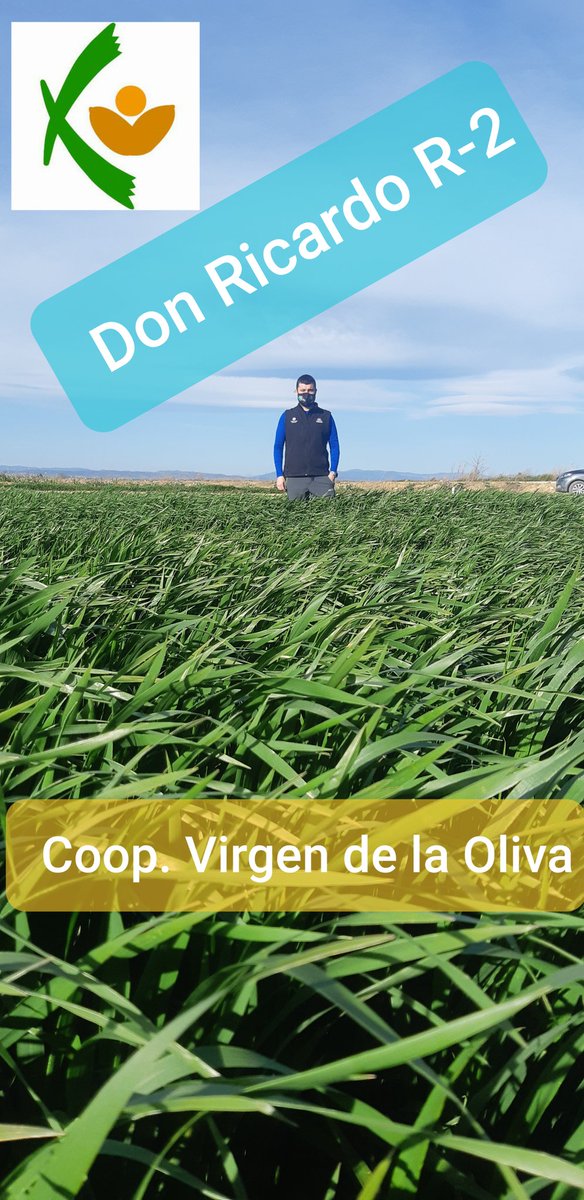 CoopEjea's tweet photo. Semilla de calidad  en Cooperativa Virgen de la Oliva https://t.co/SXYFrjPbe9