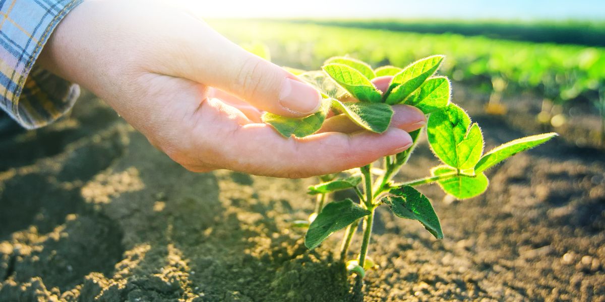 What Are the Benefits of Soybean Seed Treatments? vlnk.io/3c7uKLR