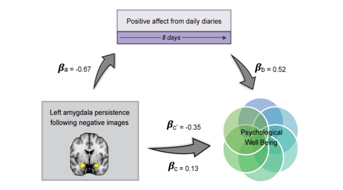 How the amygdala responds to viewing negative and subsequent neutral stimuli may impact our daily mood, according to new #JNeurosci research from <a href="/puccetti_nikki/">Dr. Nikki A. Puccetti</a>, <a href="/helleryeahz/">Aaron Heller</a> et al. <a href="/manateelab/">richdick85</a>.
jneurosci.org/lookup/DOI/10.…