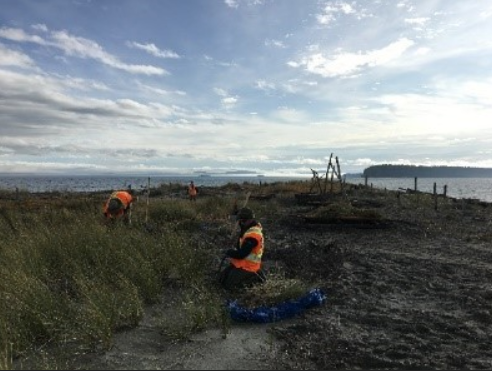 GulfIslandsNPR's tweet photo. Ongoing and persistent removal of invasive plants 🚫🌿 is needed to ensure restoration gains 💪 are not lost in @GulfIslandsNPR. We miss our volunteers 💔, but our dedicated @ParksCanada staff 🙌 are working hard to remove Cytisus scoparius and Ammophila arenaria at #SidneySpit. https://t.co/ph2BqTGL5W