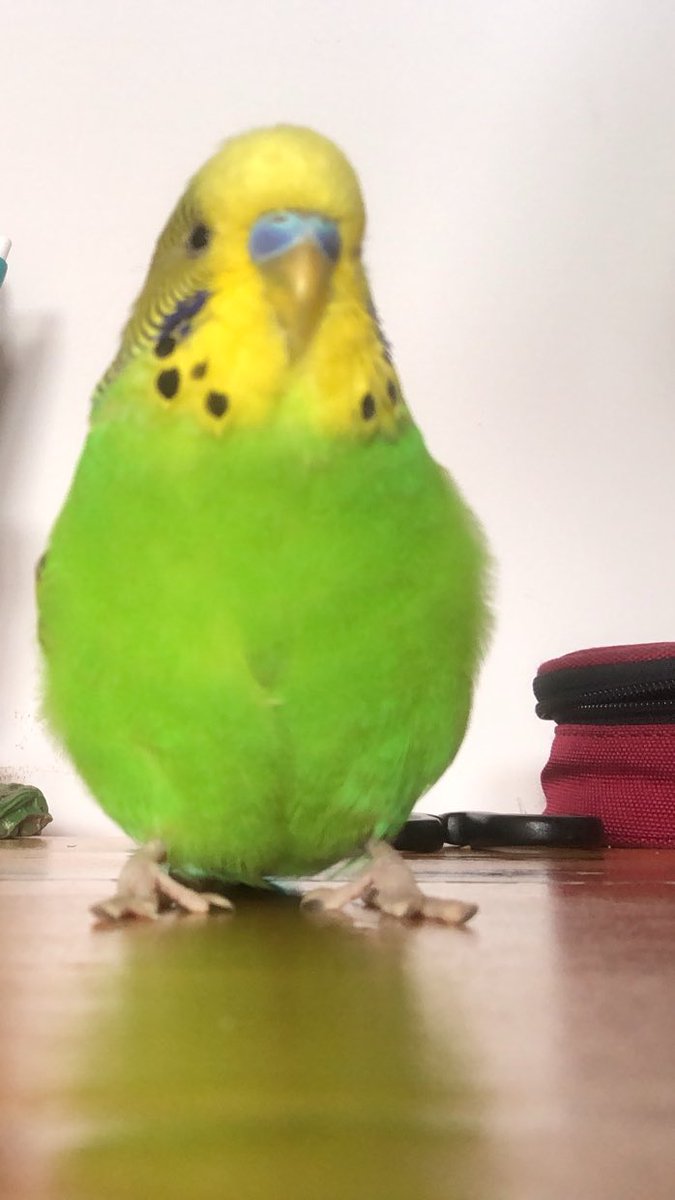 Kuşumun acil bir diyet kontrolüne ihtiyacı var <a href="/Yaapraakk/">Yaprak Yılmaz</a>