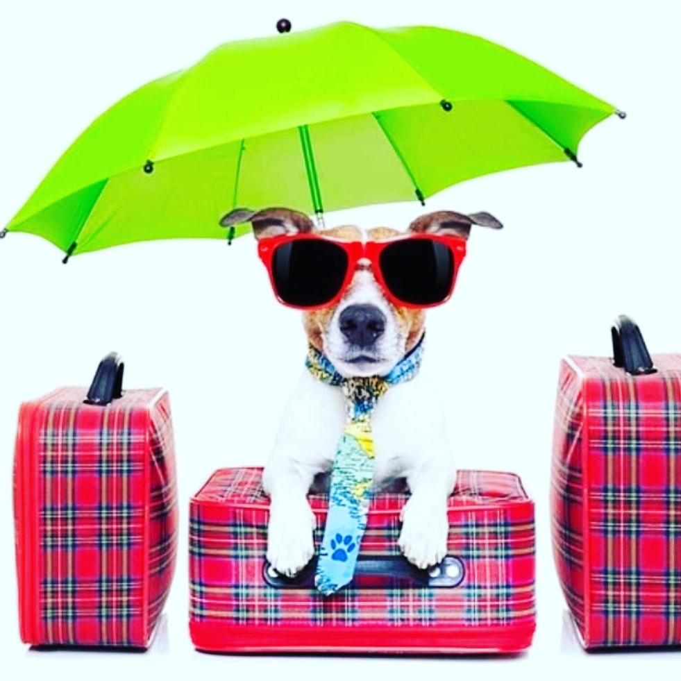 GirlieTravel's tweet photo. Hey Girlies! We can't wait to launch our new Pet Accessory tomorrow🐕🐾
#heygirlietravel #heygirlie #travelaccessories #petaccessories #dogaccessories #pettravel #dogtravel #petsling #petcarrier #petwaterbottle #dogwaterbottle #catwaterbottle #pethydration #furryfriend #doglover https://t.co/aYNS0QM0wW