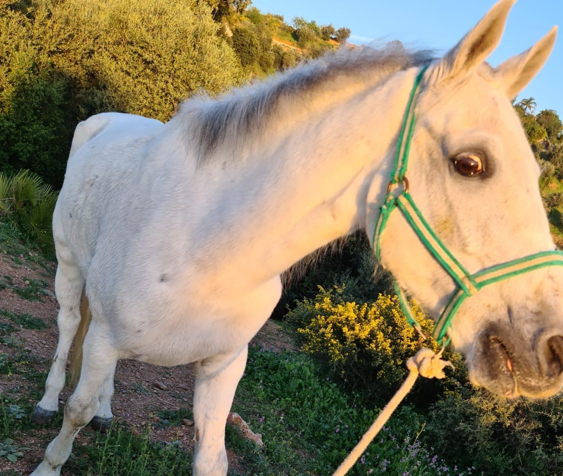Por favor!!!!

#PEQUEÑIN (12 AÑOS) MADRID
Se lo hemos comprado al camión del #matadero no lo podíamos dejar morir 😭
Está lleno de cortes y heridas, bajo de peso y  aterrado.
Buscamos ayuda hasta que se pueda irse adoptado 🙏

664424606
