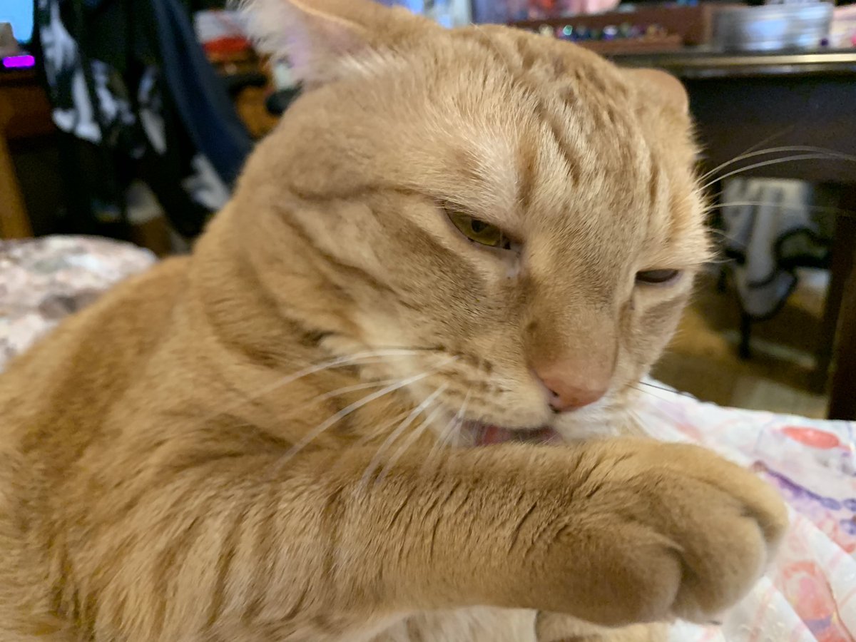 Bayek_Reign's tweet photo. Bath time. 
#CatsOfTwitter #cats https://t.co/yCqEe9XQ48