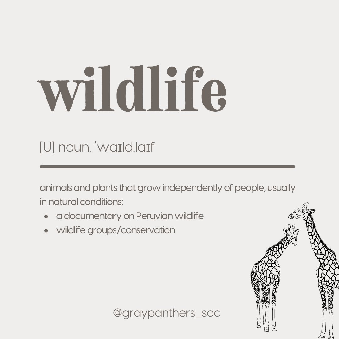 gray_panthers's tweet photo. wildlife.
#savewildlife #thinkabouttomorrow #animalrights #preservethenature
#letthepathersbegin
#socproject2021
#graypanthers https://t.co/phszErPAuL