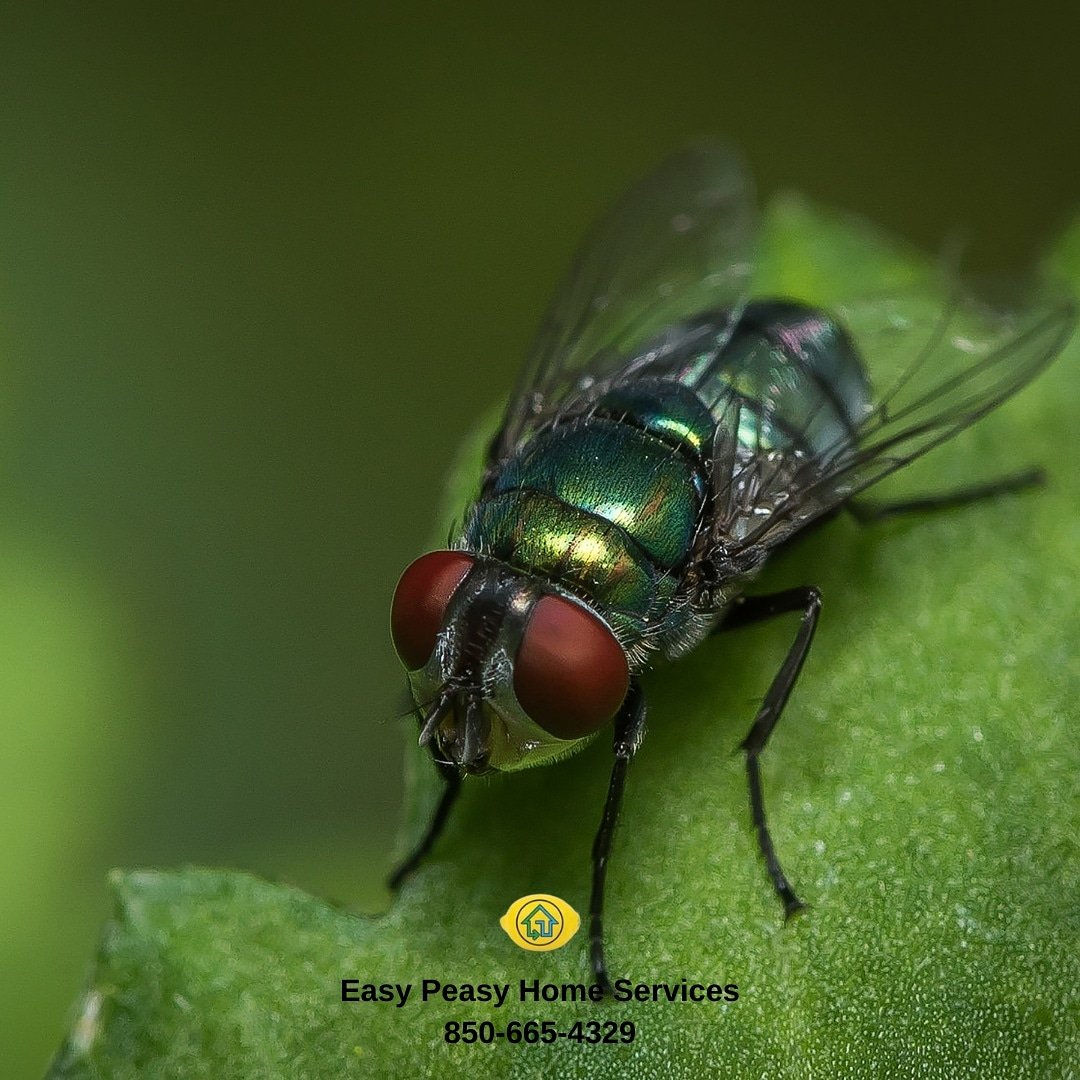 easypeasyhome's tweet photo. Fruit Flies, Yellow Flies, House Flies, etc. The list of annoying Fly varieties goes on and on. Tell those pesky flies to shoo and call us for a FREE estimate 850-665-4329 ☎️
.
#flies #shoofly #bugs #insects #insectcontrol #mosquitocontrol #pestcontrollife #pestcontrolservice https://t.co/EopNs1qn9O