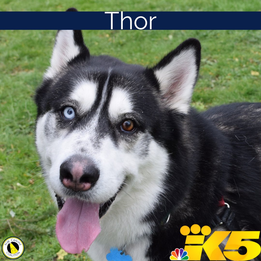 Tune in today on @KING5Seattle with @SteveBunin between 7-9 AM, at noon, and at 4 PM to see Thor!
For more information visit our website, https://t.co/ljSnW15v7z, click on the logo for WAMAL, and there he is! https://t.co/FMpk7KpTlC