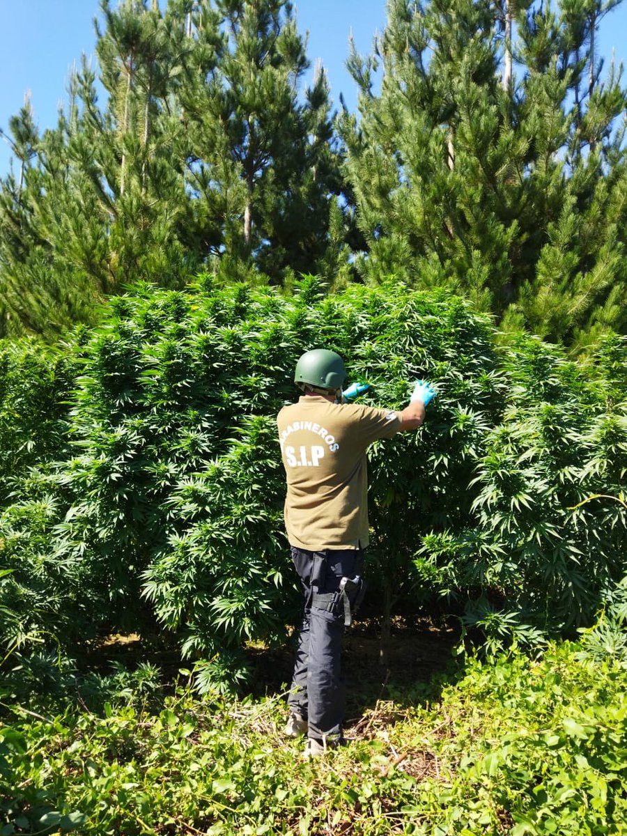 TVCONTIVISION's tweet photo. #CVahora... #Carabineros de la #SIP #SanJavier logró el hallazgo de dos plantaciones ilícitas de cannabis sativa, en el sector #VadoLaPatagua, #Melozal, costado oriente del río #Purapel. Se trata de 102 matas de #Marihuana, en proceso de crecimiento, de 1.80 a 4 metros de altura. https://t.co/N1YbOY8SeJ