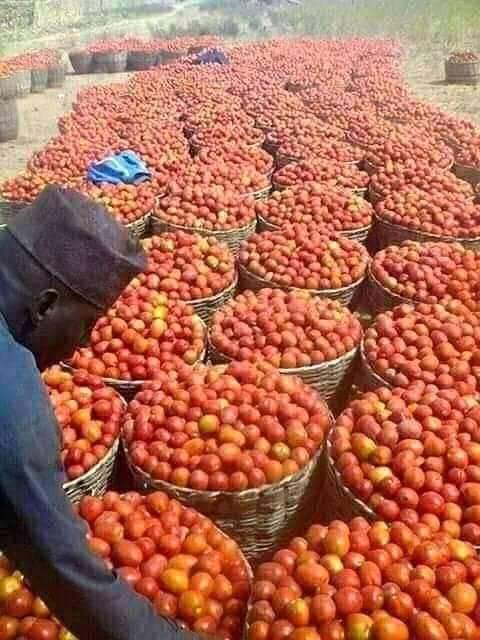 AEDPafrica's tweet photo. @AEDPafrica builds capacity through peer-to-peer learning &amp; mentoring. Skills training &amp; capacity building are common interventions that support youth resilience while creating food secured future. One  method that seems effective 
is tech application in Agriculture.
@FmardNg https://t.co/udhwSBP4YL
