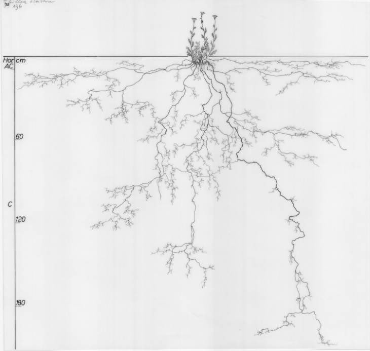 retouschneider's tweet photo. Der Wurzelatlas der Universität Wageningen ist großartig https://t.co/VfApwgDC6o https://t.co/GXThHhKIGx