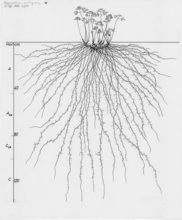 retouschneider's tweet photo. Der Wurzelatlas der Universität Wageningen ist großartig https://t.co/VfApwgDC6o https://t.co/GXThHhKIGx