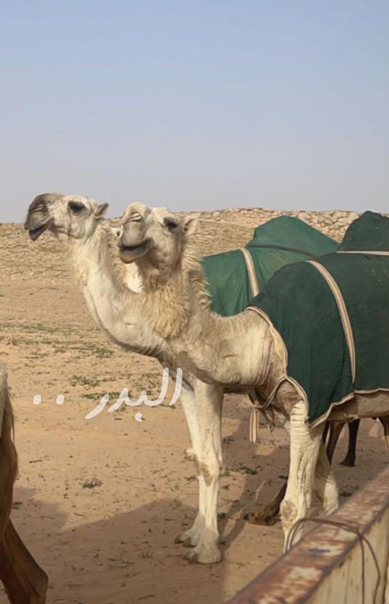 tki_21's tweet photo. حصري من نوادر منقية الشيخ مفرج بن شويه https://t.co/4bhTSHNOz0