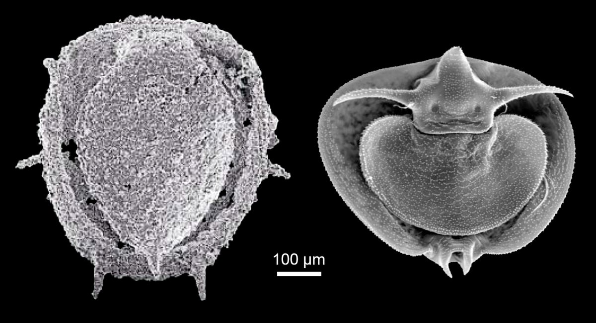 PlLife2's tweet photo. 1/2 #TrilobiteTuesday exoskeleton calcification occurred soon after hatching in trilobites, allowing the fossilization of early post-embryonic stages. Some of these larvae had huge hypostomes protecting the ventral soft parts, and resembled the nauplii of some modern crustaceans https://t.co/fNnrlFp2Pp