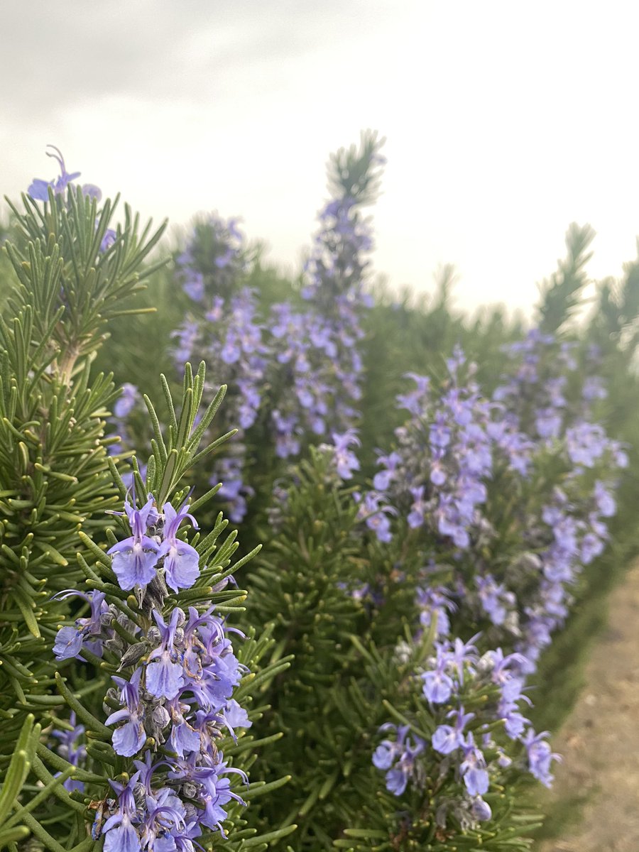 Mirna_Henryy's tweet photo. Just wanted to share the beauty of these flowers with y’all.
#Newroz2021 #MirnasLife https://t.co/GxSBaC96eg