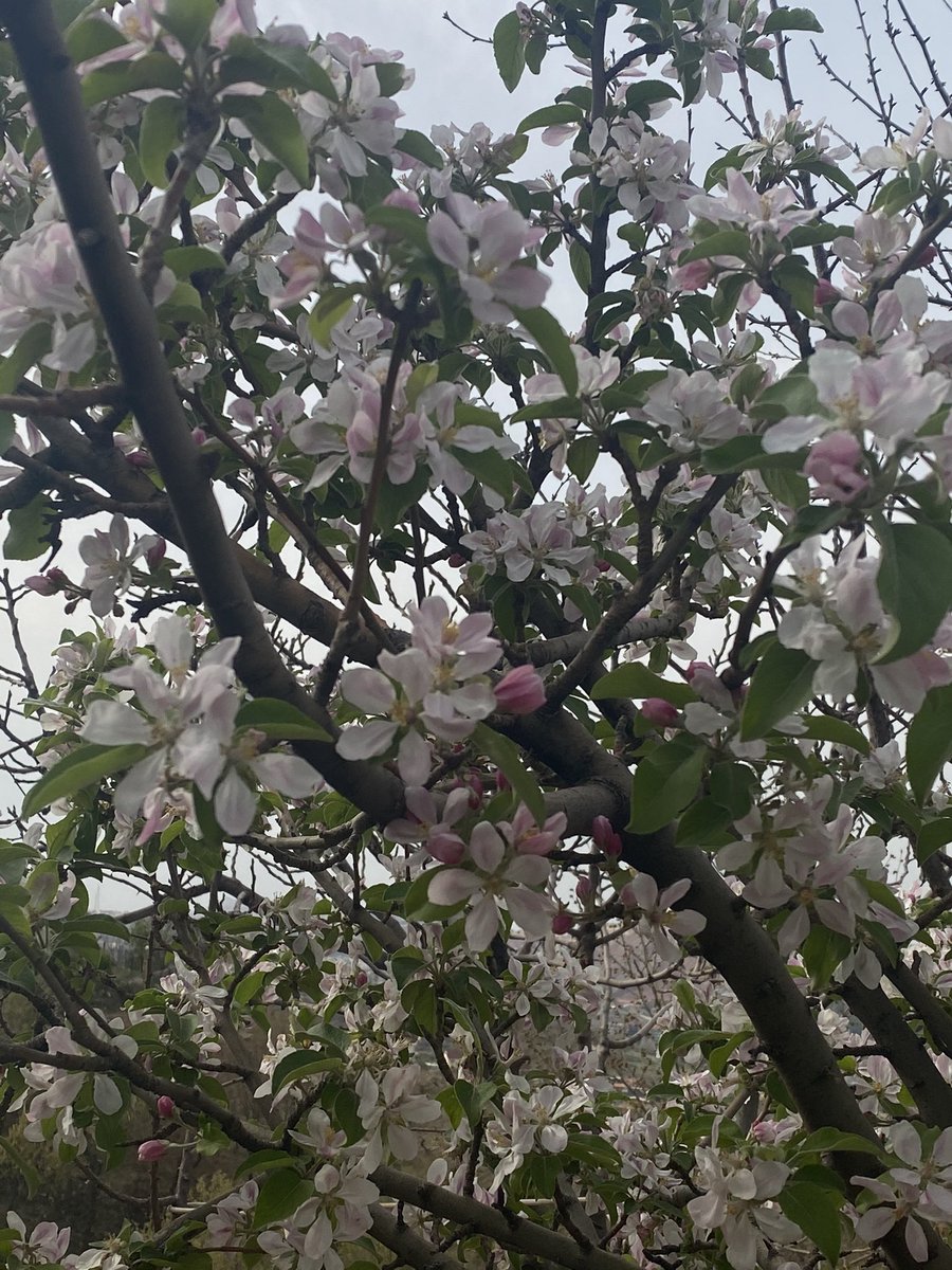 Mirna_Henryy's tweet photo. Just wanted to share the beauty of these flowers with y’all.
#Newroz2021 #MirnasLife https://t.co/GxSBaC96eg