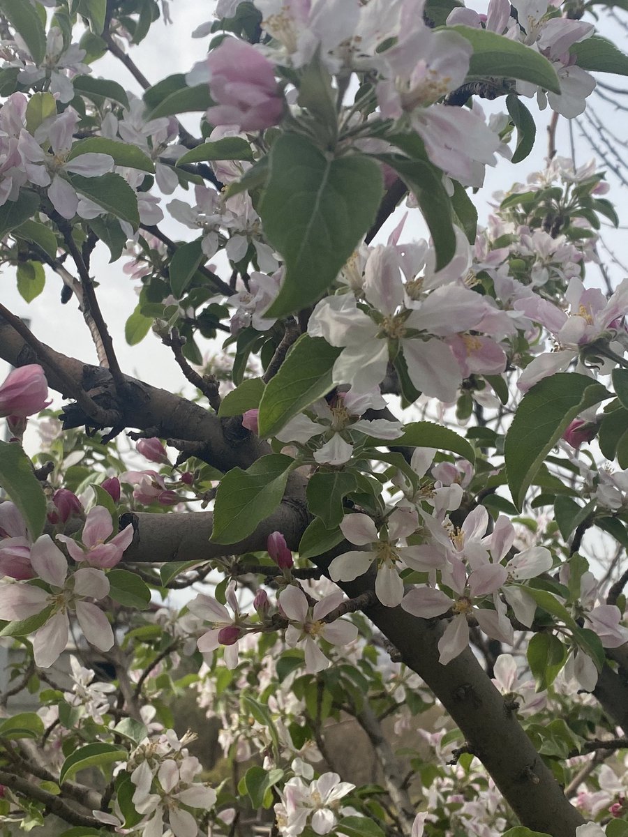Mirna_Henryy's tweet photo. Just wanted to share the beauty of these flowers with y’all.
#Newroz2021 #MirnasLife https://t.co/GxSBaC96eg
