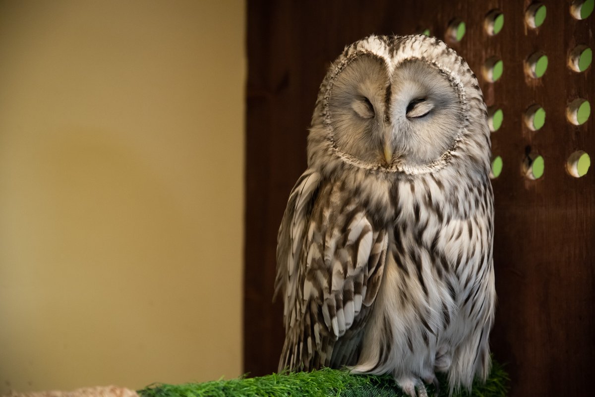 AlisaDooli's tweet photo. Sleepy lovely birdy 🦉 https://t.co/Gv2vO1cFVj