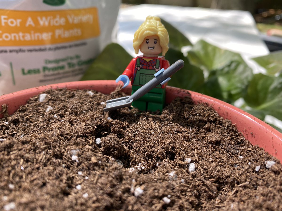 LegoForages's tweet photo. We don’t have a #garden but that won’t stop us from #celebrating #GaAgWeek2021! Today is hands on gardening day so we finally gave our office plant a little #TLC.
#GreenThumbInTraining #PlantMom #GeorgiaGrown https://t.co/Q7IS9z5MNy