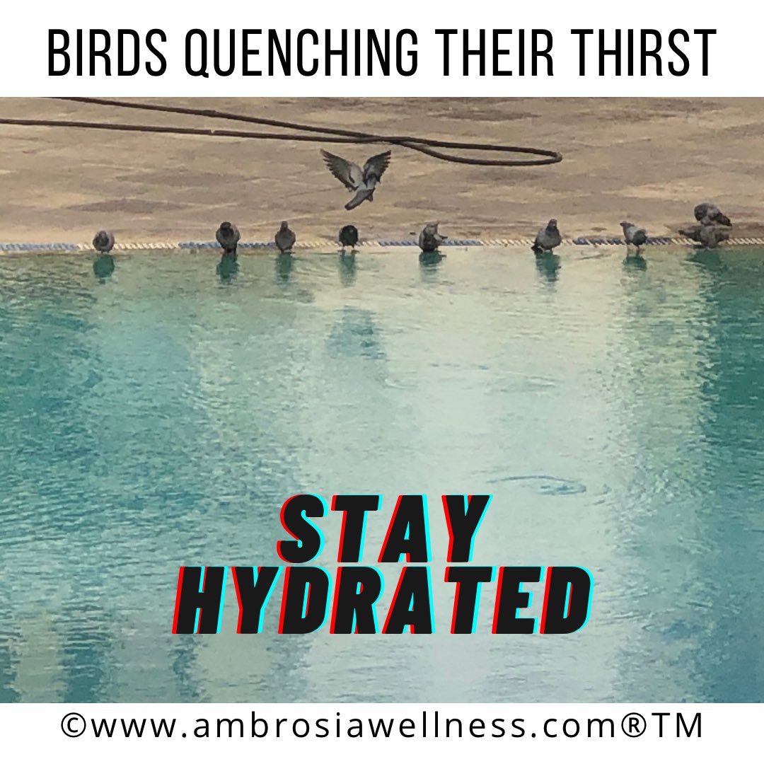 pallavi_pinge's tweet photo. Did you know that not drinking enough water can lead to a number of health problems? Stay hydrated
#stayhydrated
#pallavisambrosiawellness
#ambrosiawellness
#drinkfluids
#drinkwater https://t.co/8fjjhaQw5A