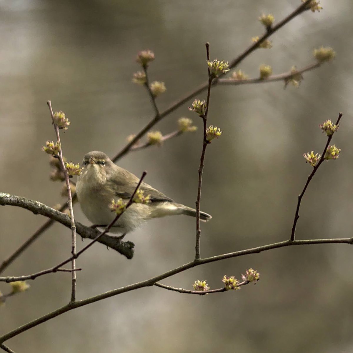 Mon86Femke's tweet photo. @Natures_Voice First chiffchaff of the season! 😁 https://t.co/ImCup0LGv0