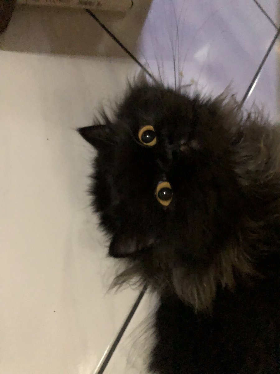 alzenaaaa's tweet photo. Kenalin namanya owel🥰 https://t.co/ATqDHcMkaA
