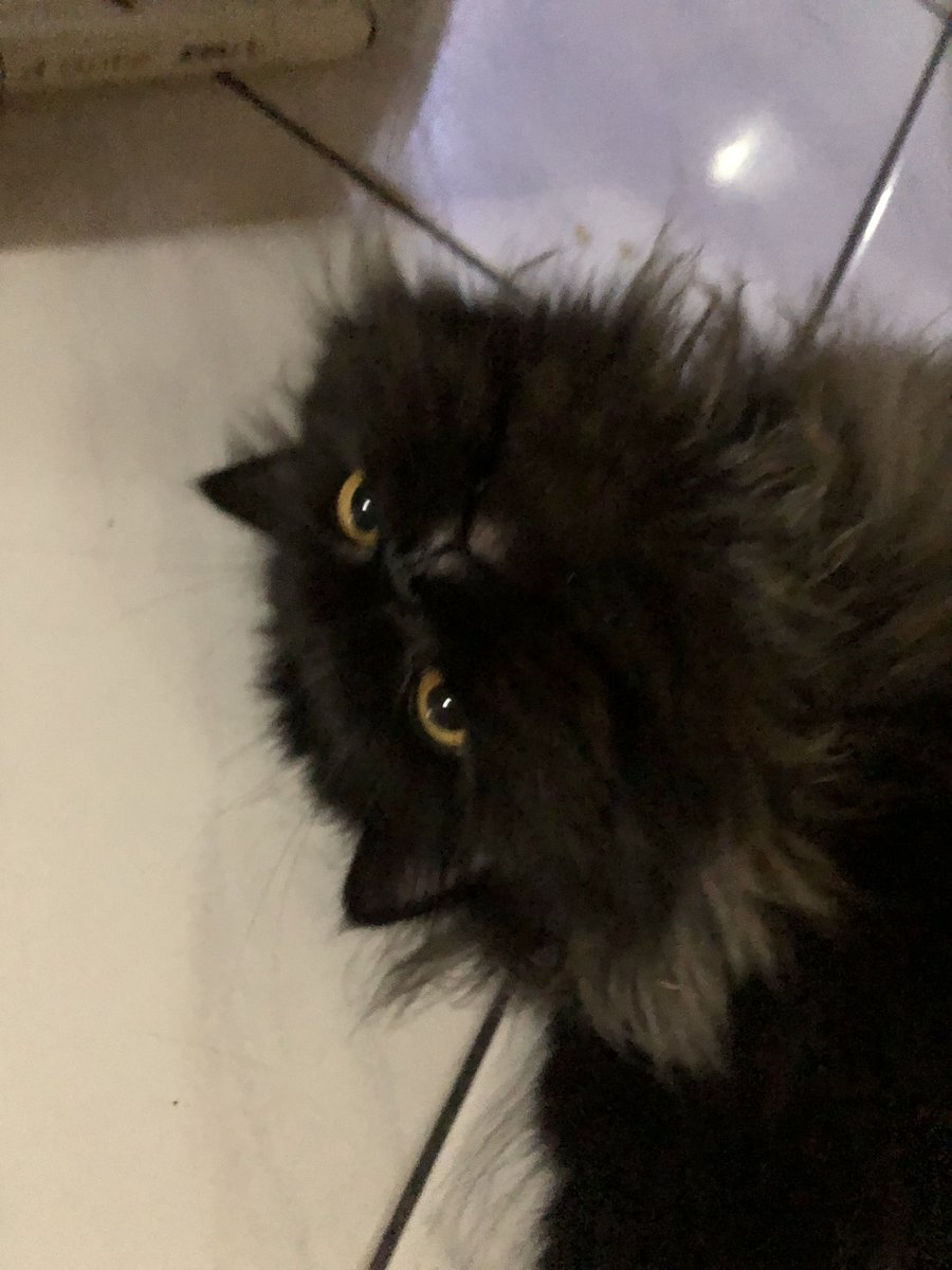 alzenaaaa's tweet photo. Kenalin namanya owel🥰 https://t.co/ATqDHcMkaA