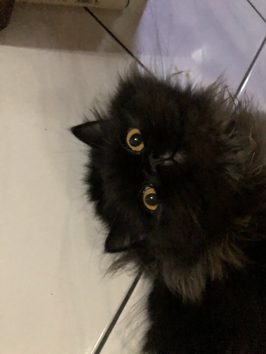 alzenaaaa's tweet photo. Kenalin namanya owel🥰 https://t.co/ATqDHcMkaA