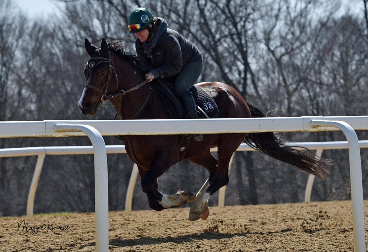 MADJIKMAN looking fine at Fairhill. <a href="/GoldensandsRg/">Goldensands Racing</a> <a href="/FennekaB1/">Fenneka Bentley</a> 
Photo credit <a href="/Maggie_Kimmitt/">Maggie Kimmitt</a>
