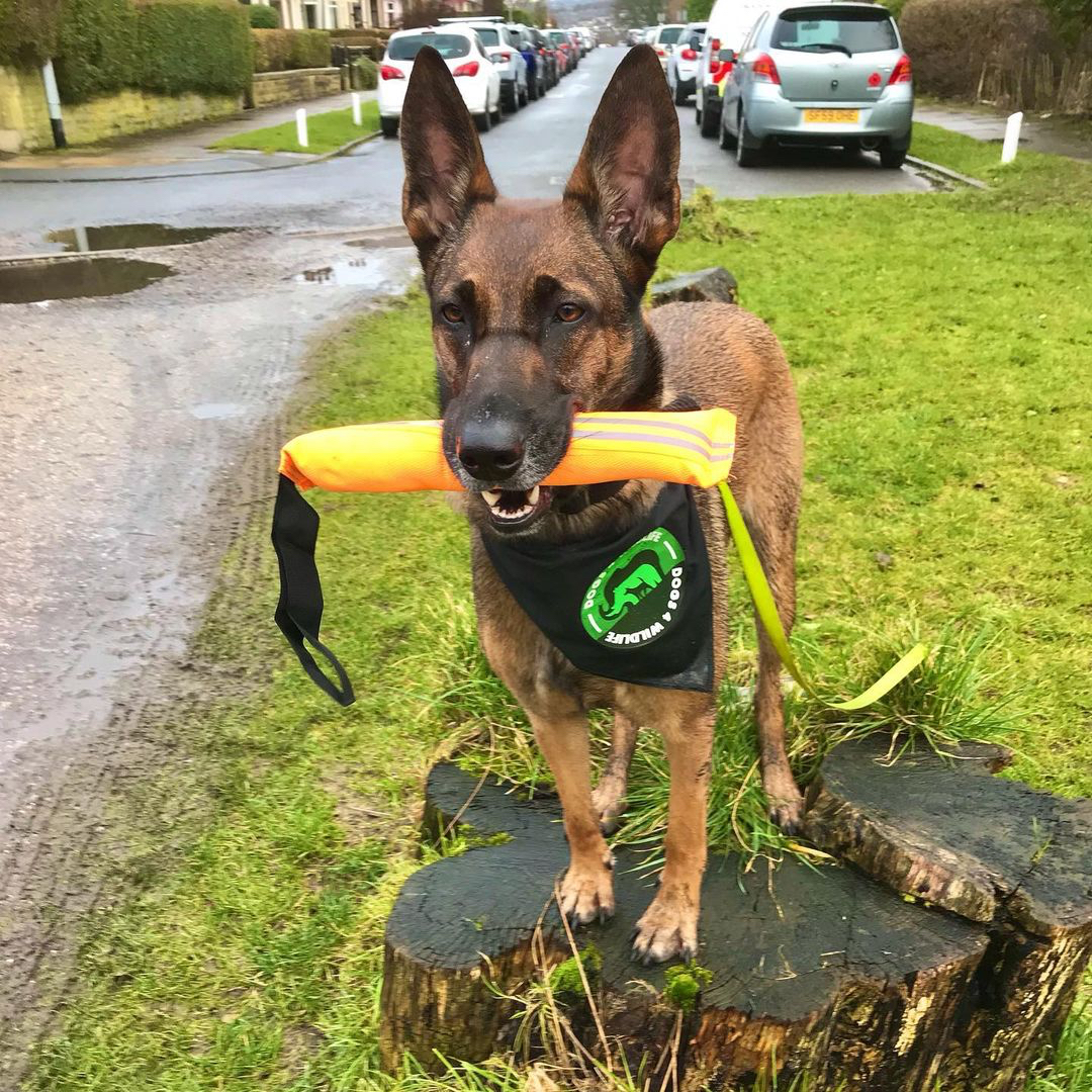 Dogs4Wildlife's tweet photo. Huge thank you to all our fundraisers.
And thanks to Indy (pictured). The world is a better place with you in it.
Let's keep being change makers.
#stopextinctions https://t.co/2hLqDLT8kK