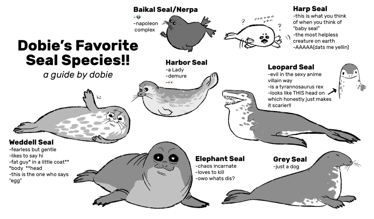 happy international day of the seal!! heres an educational guide to my personal favorite seals #InternationalDayOfTheSeal