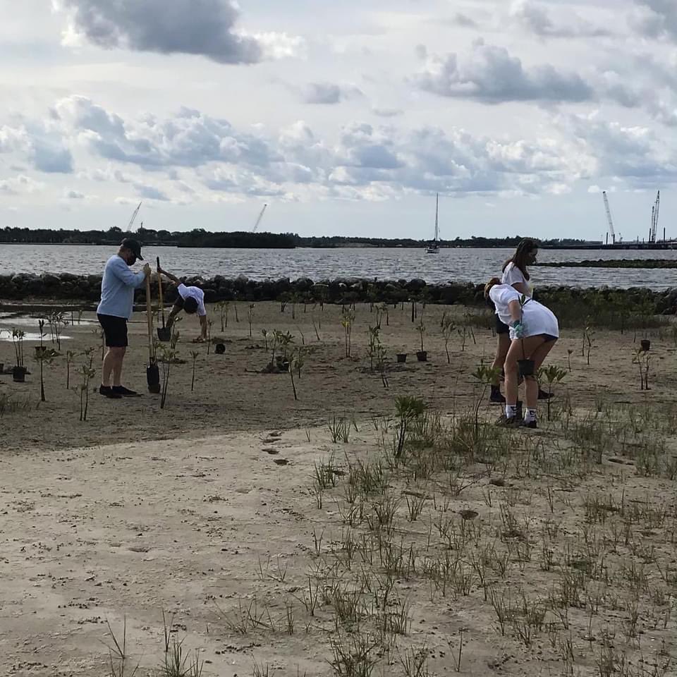 Happy
World Water Day Mangroves with their multiple benefits help provide a healthy ecosystem protect shorelines from hurricanes &amp; storm surge, &amp; sequester 3-5 times more CO2 than other tree varieties. Help support <a href="/manggear/">MANG</a> &amp; others like <a href="/sendit4thesea/">sendit4thesea</a> by helping plant mangroves