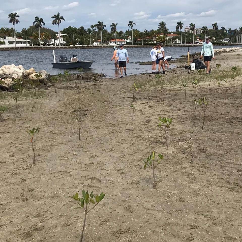 GroveCarbon's tweet photo. Happy
World Water Day Mangroves with their multiple benefits help provide a healthy ecosystem protect shorelines from hurricanes &amp; storm surge, &amp; sequester 3-5 times more CO2 than other tree varieties. Help support @manggear &amp; others like @sendit4thesea by helping plant mangroves https://t.co/wr4wshnf74