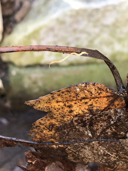 Signs of life 🌞🌱🌷 https://t.co/pkdokVeg6z