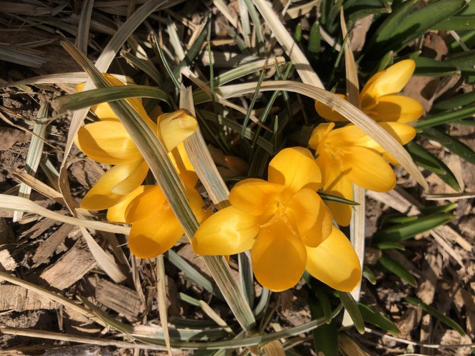 Signs of life 🌞🌱🌷 https://t.co/pkdokVeg6z