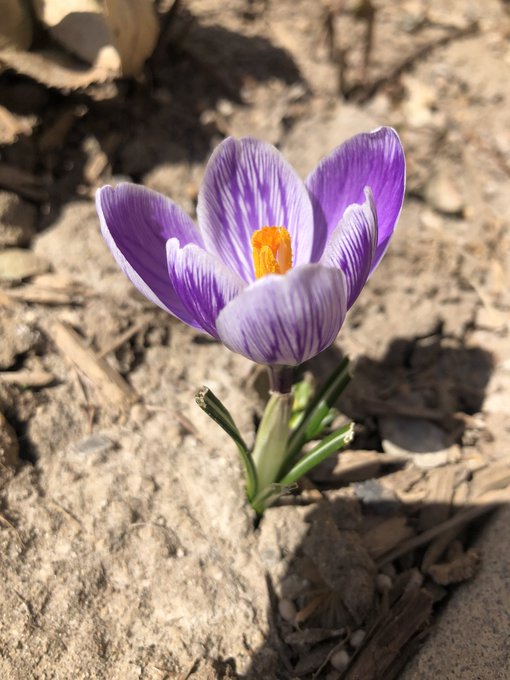 Signs of life 🌞🌱🌷 https://t.co/pkdokVeg6z