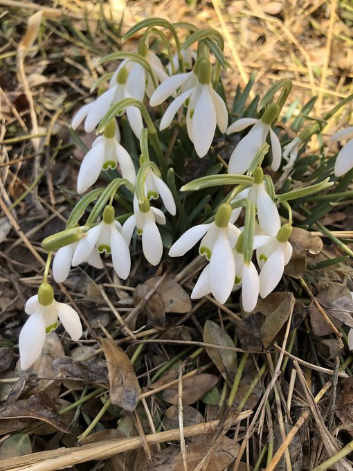 Signs of life 🌞🌱🌷 https://t.co/pkdokVeg6z