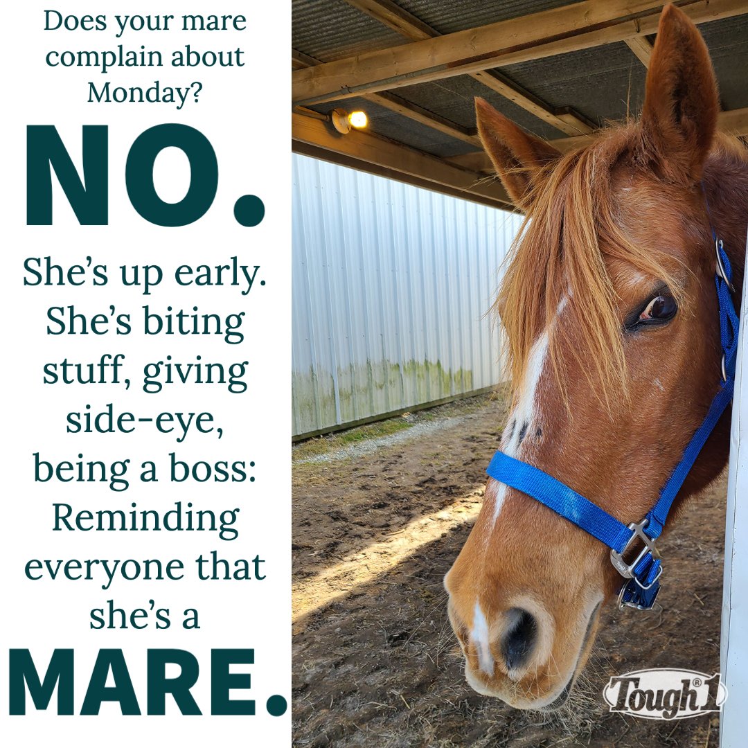 MLArszman's tweet photo. Lark makes a special appearance for today's #MareMonday/#MotivationalMonday for @Tough1.
#beamare #bossmare https://t.co/C5cewVUARL