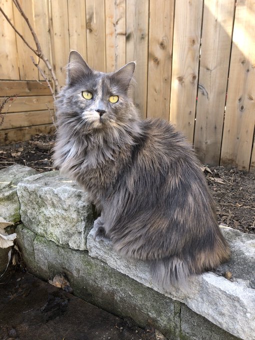 She&rsquo;s afraid of the squirrels https://t.co/29ZTU2yNcV