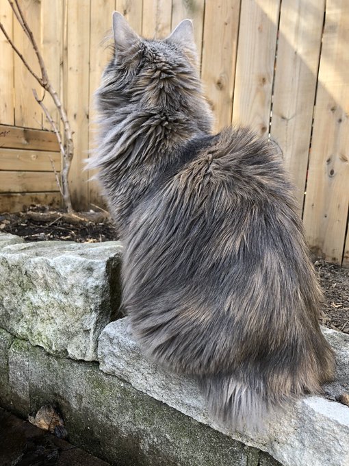 She&rsquo;s afraid of the squirrels https://t.co/29ZTU2yNcV