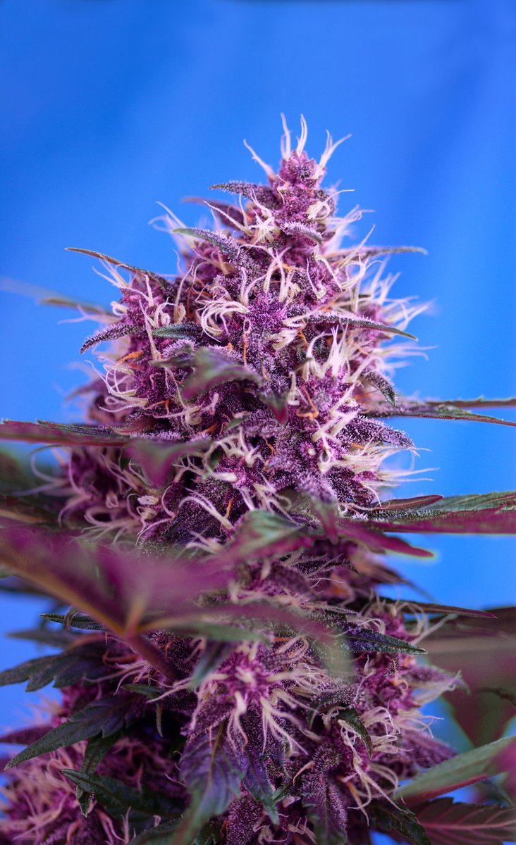 HIGH_TIMES_Mag's tweet photo. 🧪 Red Poison Auto® (SWS39) of @sweetseeds_es. Thick dense buds and a sweet and fruity taste with a soft Skunk background.
https://t.co/CG7OusLXUn
---
#SweetSeedsOficial #SweetSeeds #thesweetestexperience #redpoisonauto #AD https://t.co/HzIm6roeYW