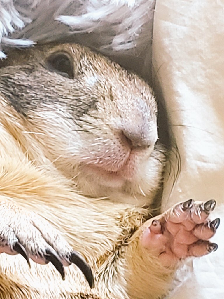 RatManParty's tweet photo. Why did you wake me up? #prairiedog https://t.co/PdDPwcgxDH