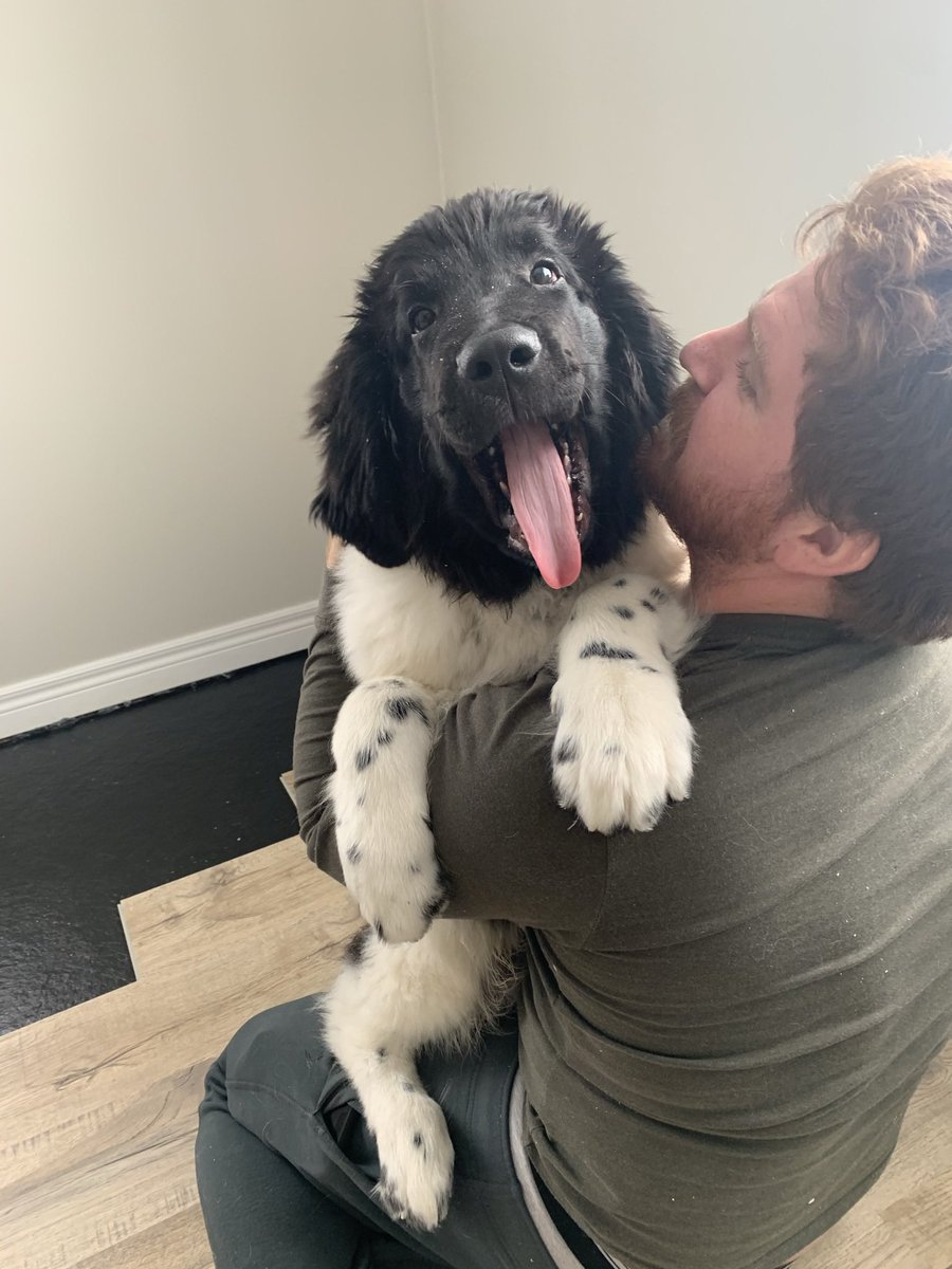 hellocaseylayne's tweet photo. @KarenKilgariff @StevenRayMorris @GHardstark THIS IS MY NEWFOUNDLAND DOG (puppy)! HIS NAME IS GUS! HE HOPES TO BE A WATER HERO ONE DAY LIKE HAIRYMAN ! #mfmminisode https://t.co/ydnYoJGXUs