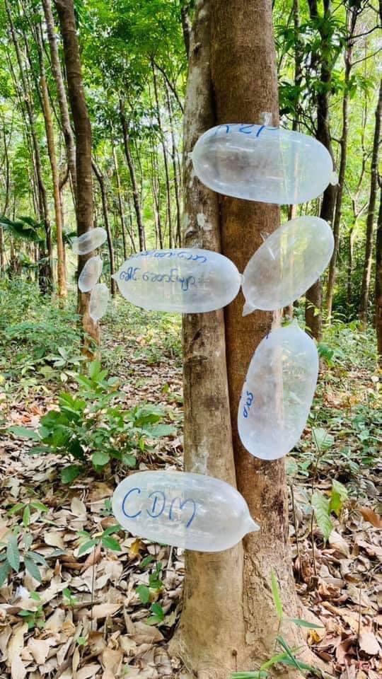 MiZarNi7's tweet photo. သထုံက စစ်အာဏာရူးကိုတော်လှန်တဲ့ ကွန်ဒုံးသပိတ် 🌚🌚🌚

Condom strike against military dictatorship. Protesters write that Min Aung Hlaing's father should had used a condom.

22.3.2021
#MilitaryCoupInMyanmar
#WhatsHappeningInMyanmar
#CrimesAgainstHumanity https://t.co/vAjddDyUIV