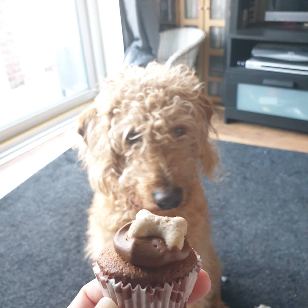 ScentimentalLiz's tweet photo. @AliDebsB @curtisstigers Baxter says if he was closer he would share his 1st birthday muffin with him https://t.co/03jCj3q9YI