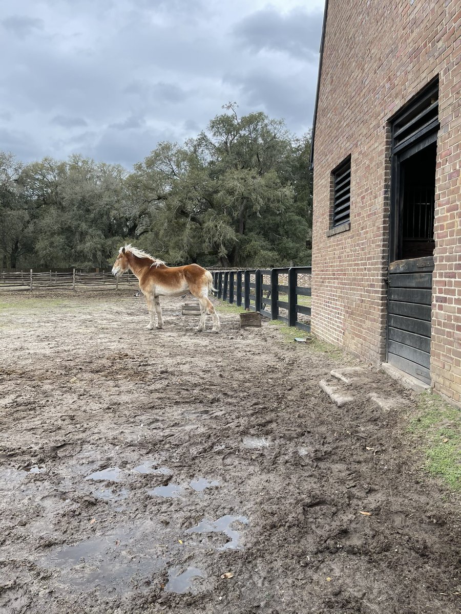 dannyilagan's tweet photo. Yesterday Grace, Aj, and their friend spent the afternoon exploring Middleton Plantation. This is definitely a fun place to visit in the Summerville/Charleston area! #middletonplace #explore #adventure #explorecharleston #exploresummerville #southcarolina #plantation #nature https://t.co/V6znTxmNpD