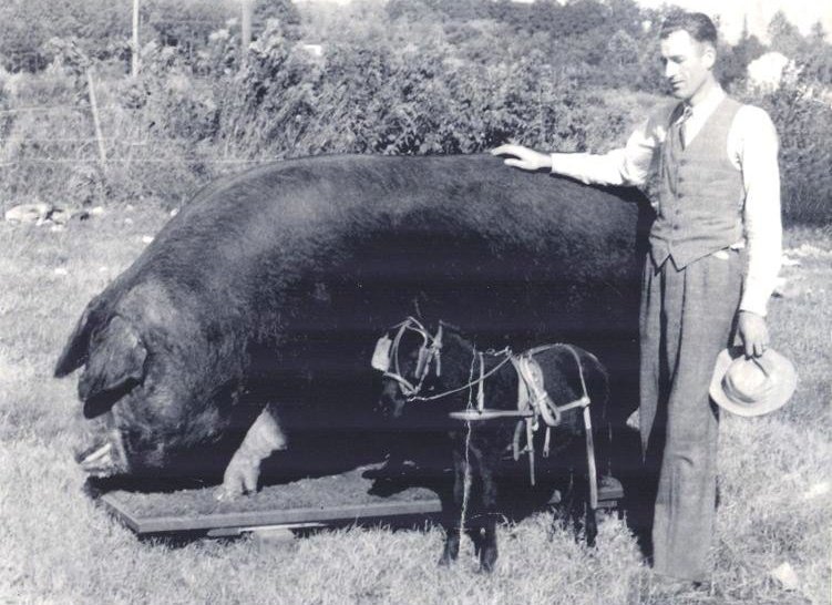 Je vous présente Big Bill. Ce mastodonte a une histoire plutôt particulière, en effet, il a atteint la taille impressionnante d'1m52 au garrot et de 2m47 de long ! Il était un cochon de race 'Poland China' et est le deuxième plus gros porc ayant jamais existé après Pierre Menez.