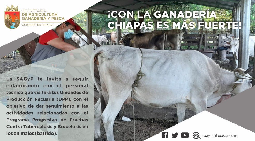 Secam_Oficial's tweet photo. El Gobierno de #Chiapas, a través de #SAGyP y el #CFPP, llama a los productores ganaderos de la entidad a colaborar con el personal técnico que visita sus #UPP, para fortalecer las acciones que engloba la Campaña contra la Rabia Paralítica Bovina.

👉 https://t.co/Uvz9OgCZ2P https://t.co/wTKj8tlBw4