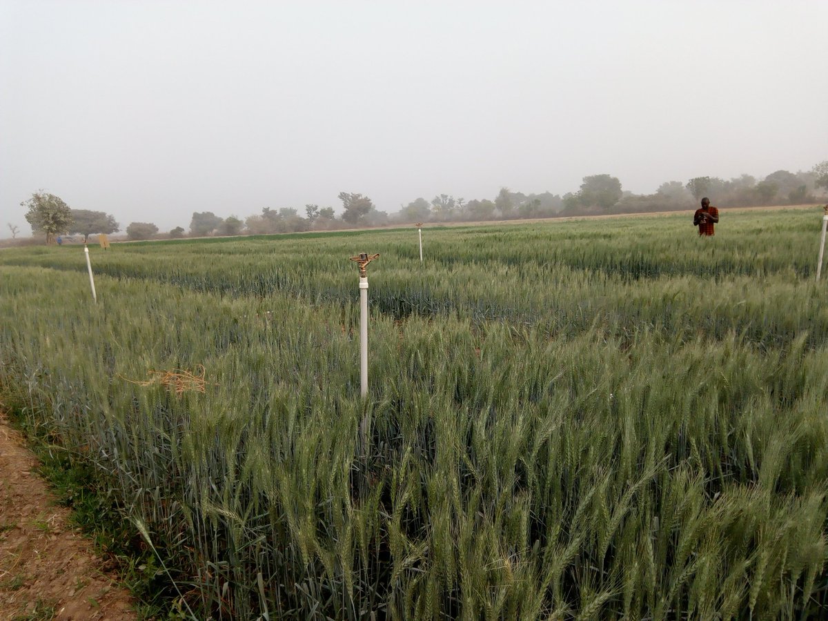 Taat_Africa's tweet photo. #TAAT excites #wheat farmers with #water management technologies https://t.co/pr15VNwLbY  #worldwaterday2021 #ValuingWater #Water2me #CatchTheRain @AfDB_Group @IWMI_  @FmardNg @ICARDA @nirsalconnect @NigeriaGov @wandieville @adesuwagreen https://t.co/vxbh5Ue9fR
