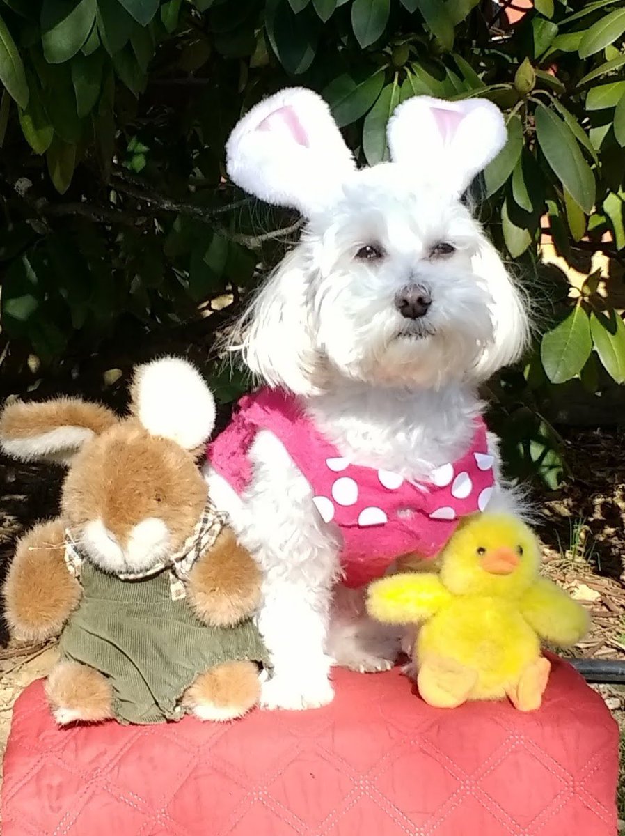 LV Therapy Dogs tweet media